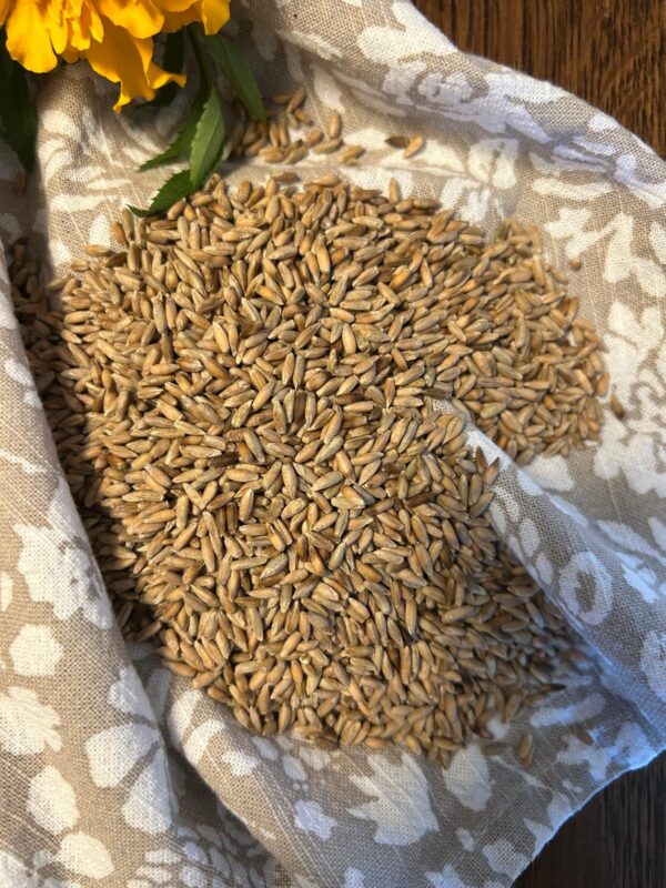 Rye berries - Image 3