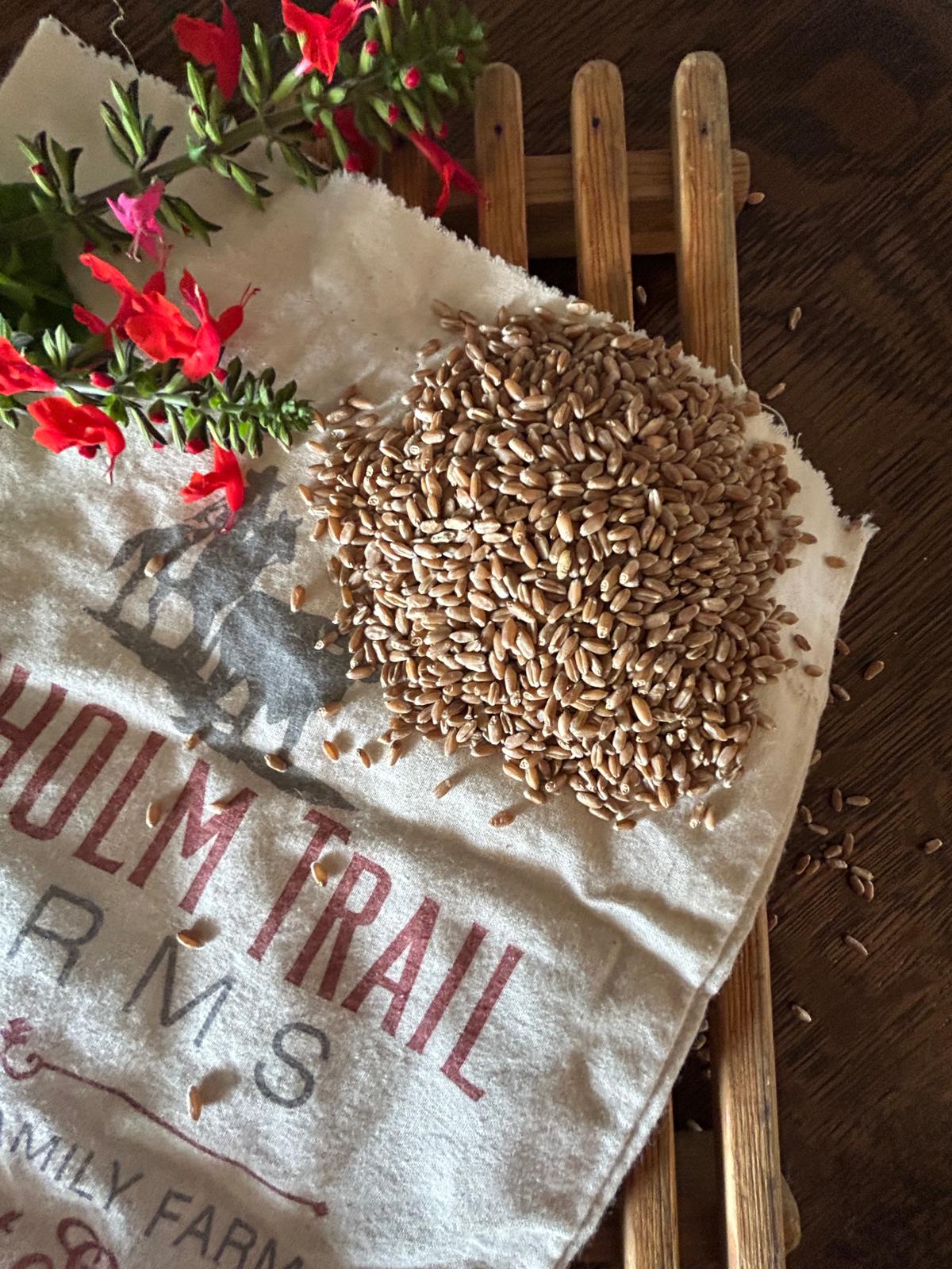 Heirloom (Turkey Red) Hard Winter Wheat Berries