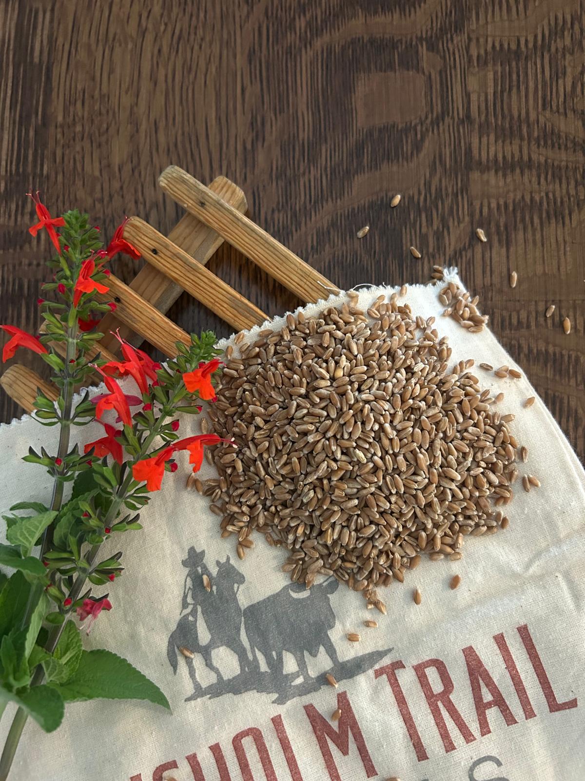 Heirloom (Turkey Red) Hard Winter Wheat Berries - Image 3